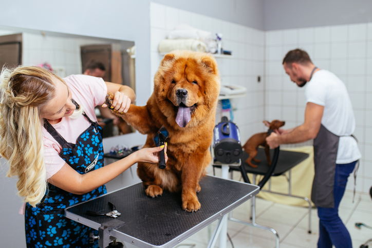 Pet grooming salon